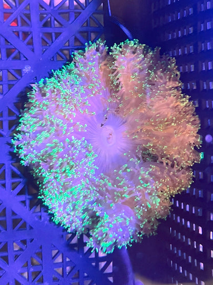 WYSIWYG Anemone #14