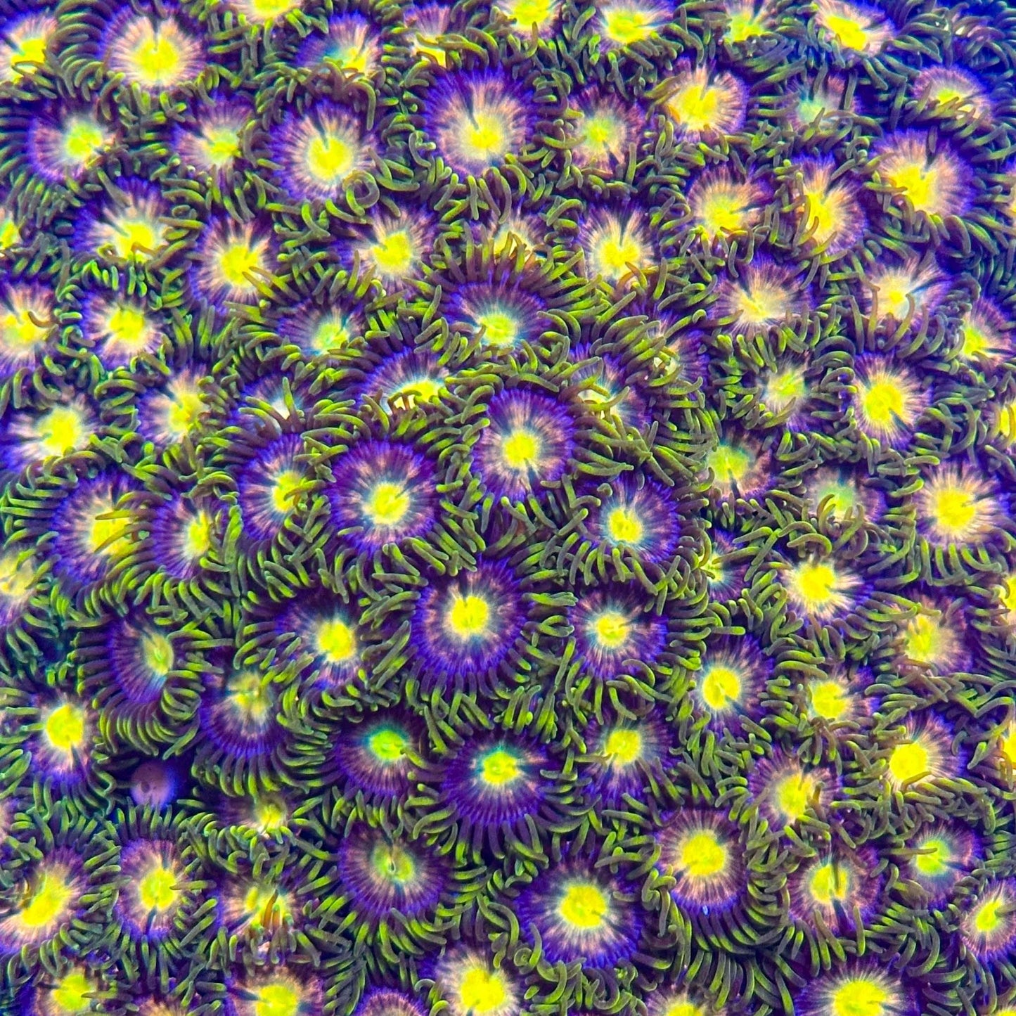 Hydra Dragon Zoa Frag