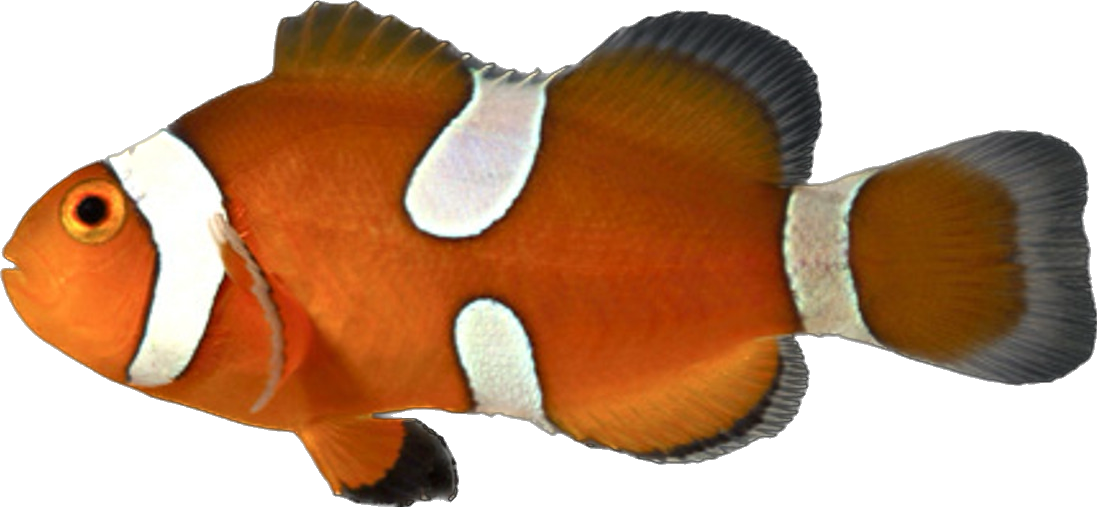 Captive Bred Orange Ocellaris Clown - Misbar