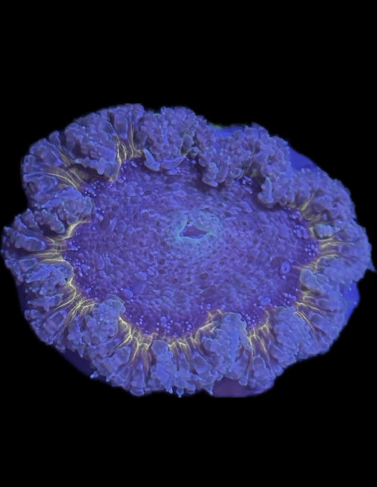 WYSIWYG Anemone #23
