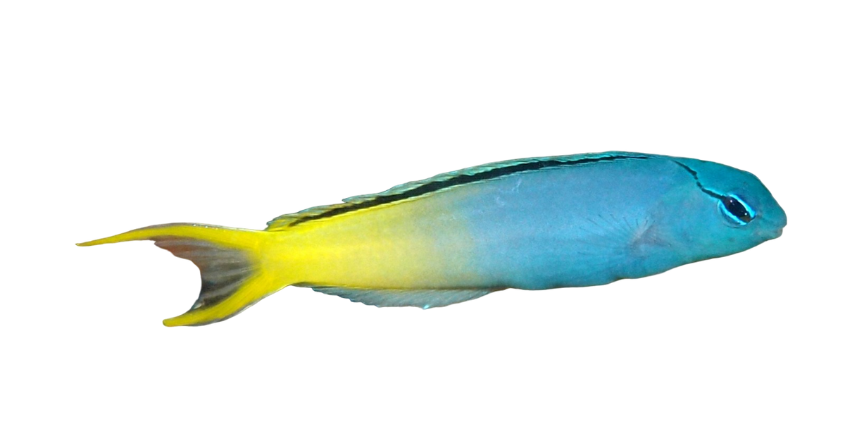 Forktail Blenny