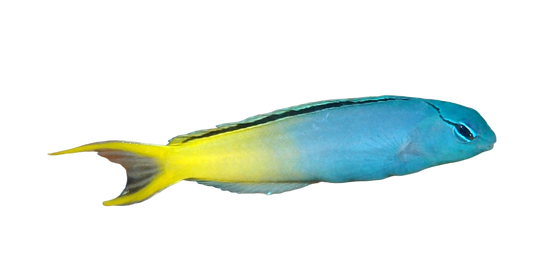 Forktail Blenny