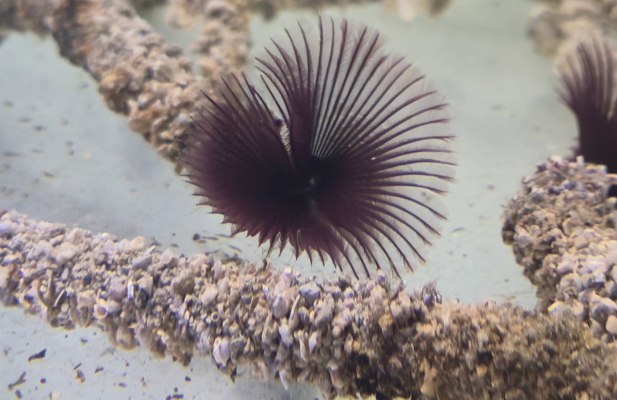 Purple Coco Worm with Semi Hard Tube