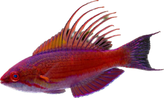 Blue Filamented Flasher Wrasse M