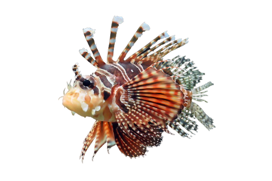 Dwarf Zebra Lionfish M