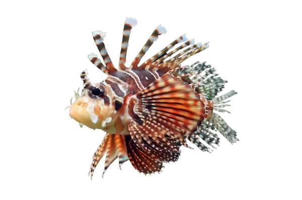 Dwarf Zebra Lionfish S