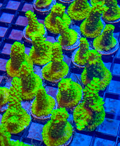 Green Slimer Frag