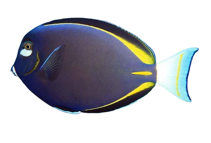 White Cheek Tang M
