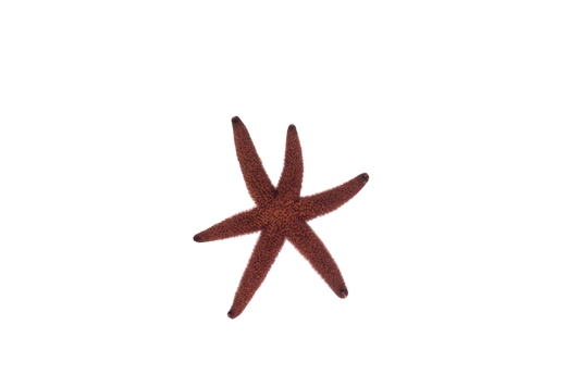 Starfish Medium - Easiest to keep