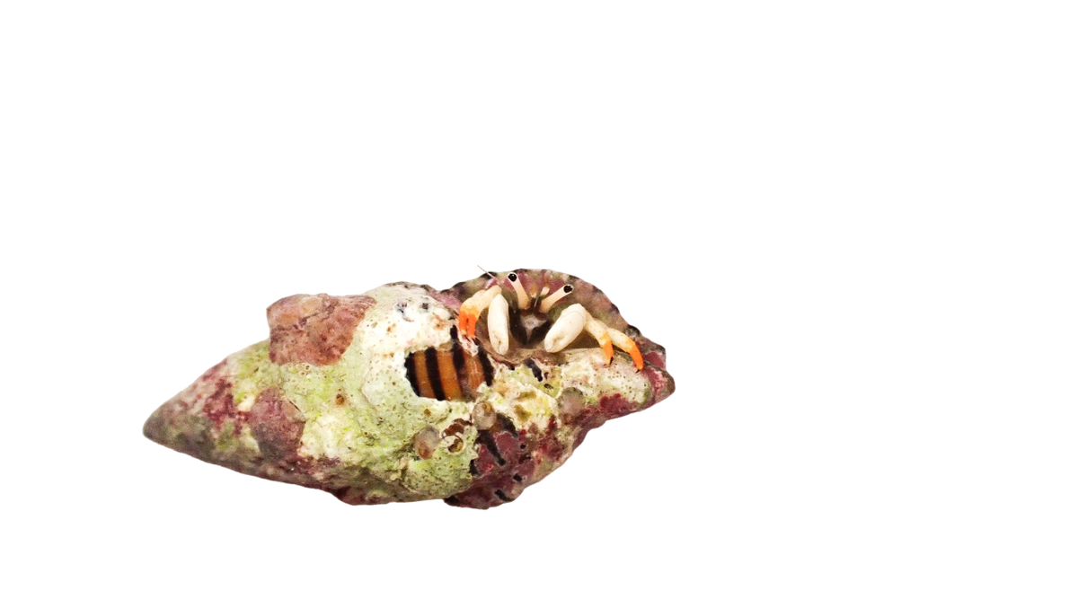 Orange Tip White Hermit Crab