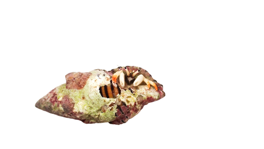 Orange Tip White Hermit Crab