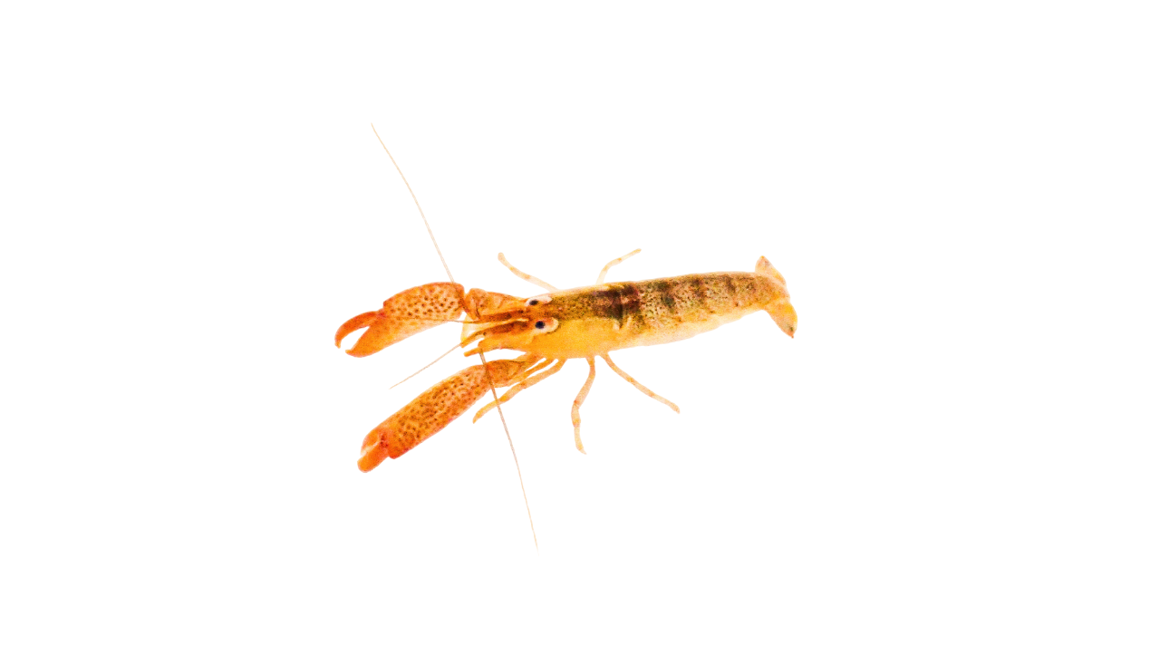 Orange Purple Back Pistol Shrimp