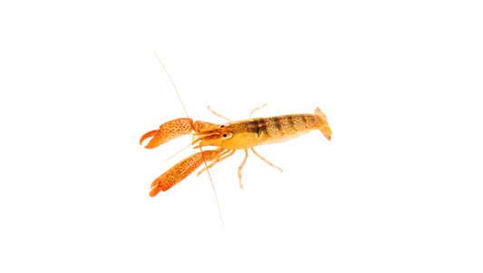 Orange Purple Back Pistol Shrimp