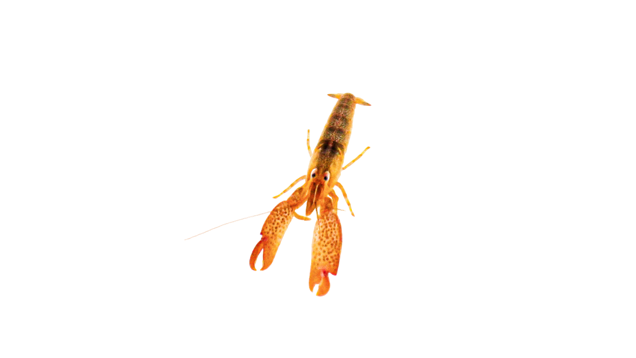 Orange Purple Back Pistol Shrimp