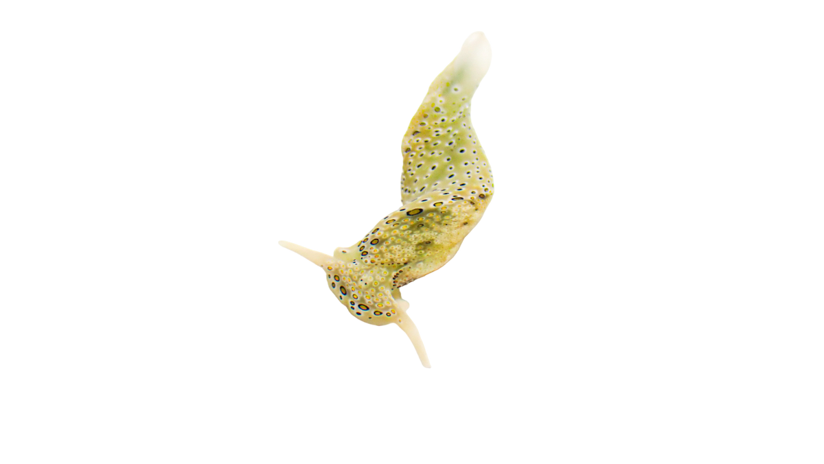 Detritus Feeding Nudibranch