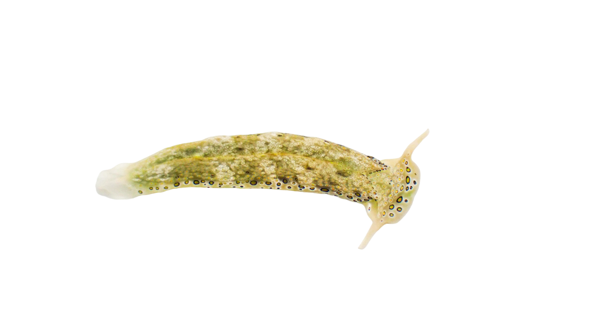 Detritus Feeding Nudibranch