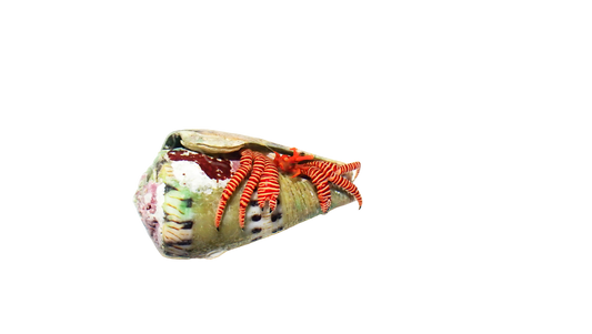 Halloween Hermit Crabs L