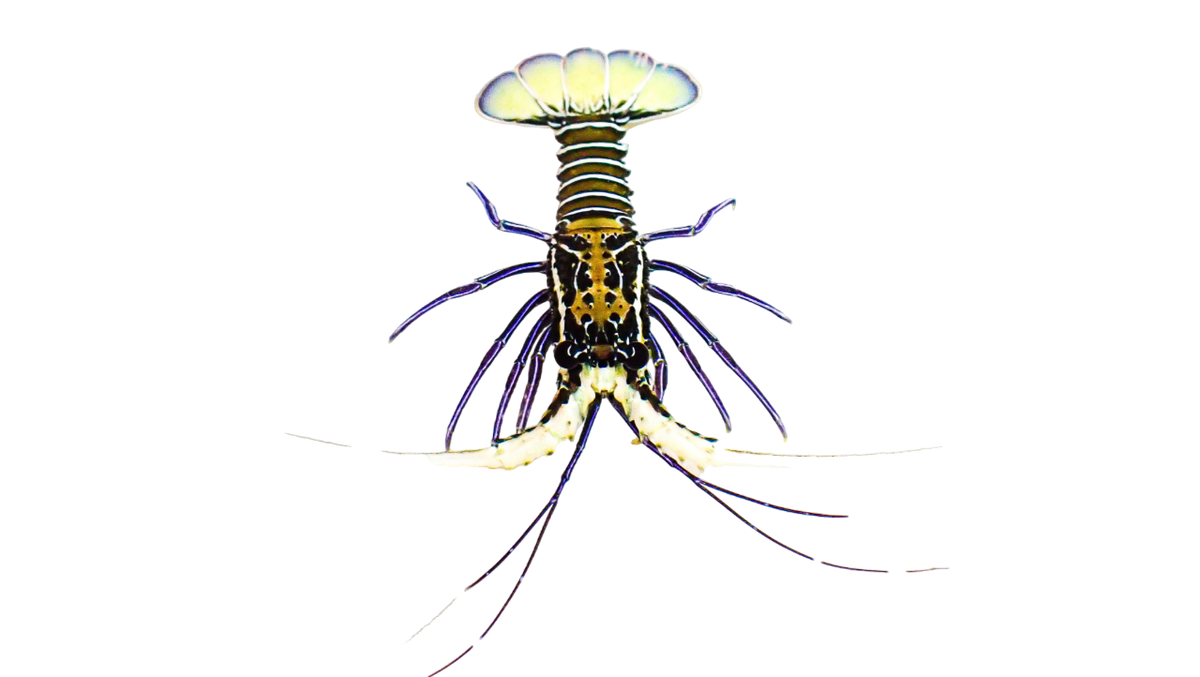 Spiny Blue Lobster Tiny