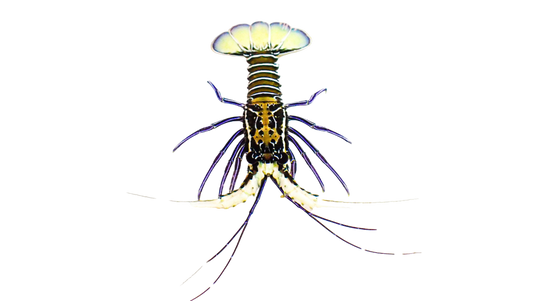 Spiny Blue Lobster Tiny