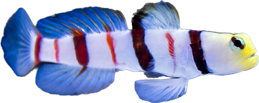 Dracula Goby