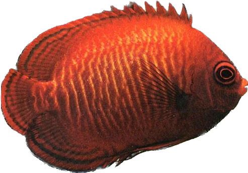 Captive Bred Golden Angelfish