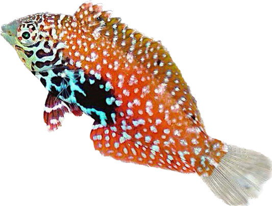 Blue Star Leopard Wrasse Female