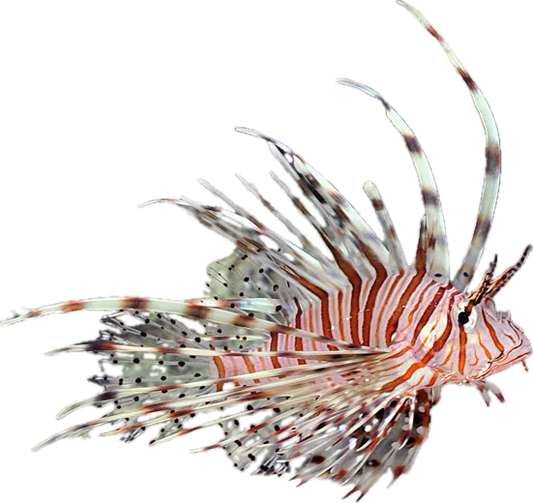 Miles Lionfish S