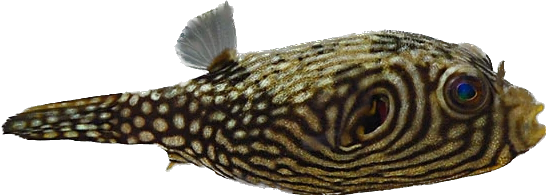 Reticulated Puffer