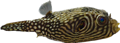 Reticulated Puffer