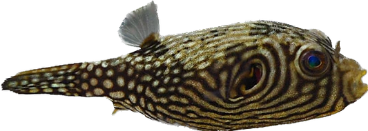 Reticulated Puffer