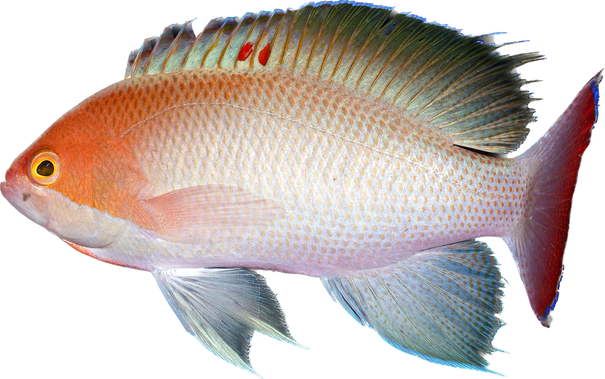 Stocky Anthia