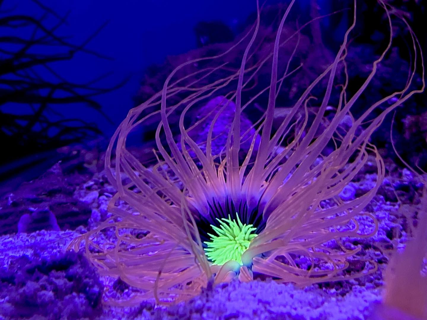 Tube Anemone - Pink & Neon Green Centre