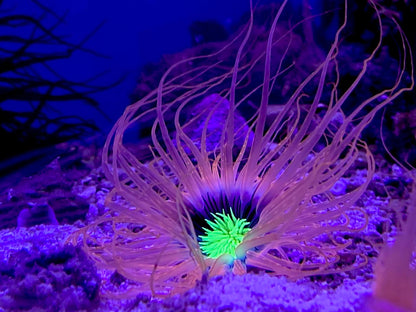 Tube Anemone - Pink & Neon Green Centre