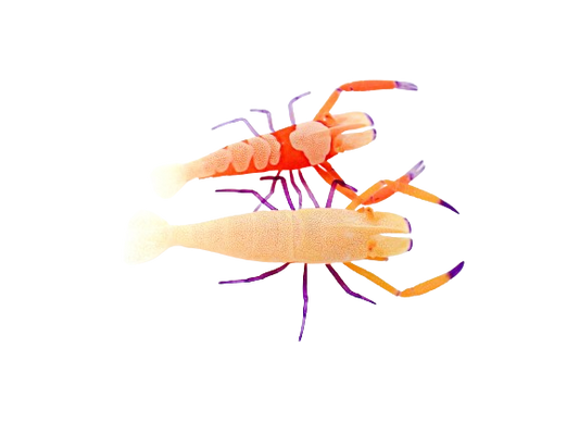 Emperor Shrimp