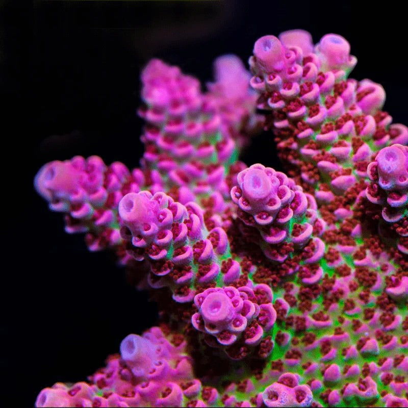 Princess Peach Acro