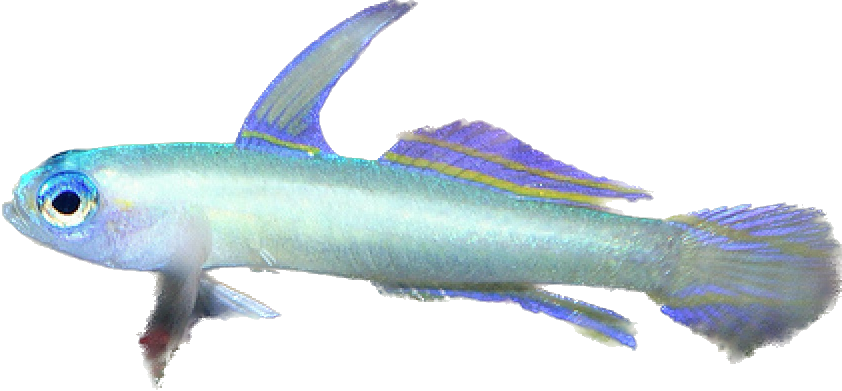 Blue Eye Nano Goby