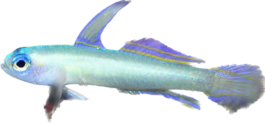 Blue Eye Nano Goby