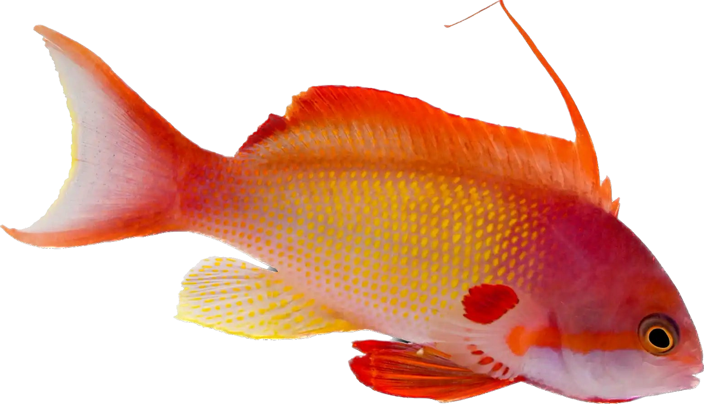 Lyretail Anthia Male