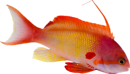 Lyretail Anthia Male