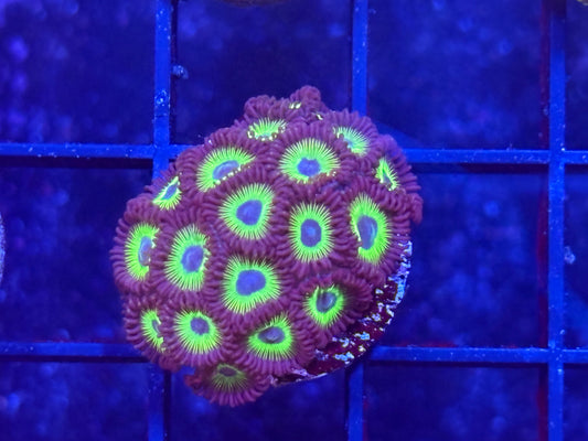 Tidal Gardens Bob Marley Zoa Frag