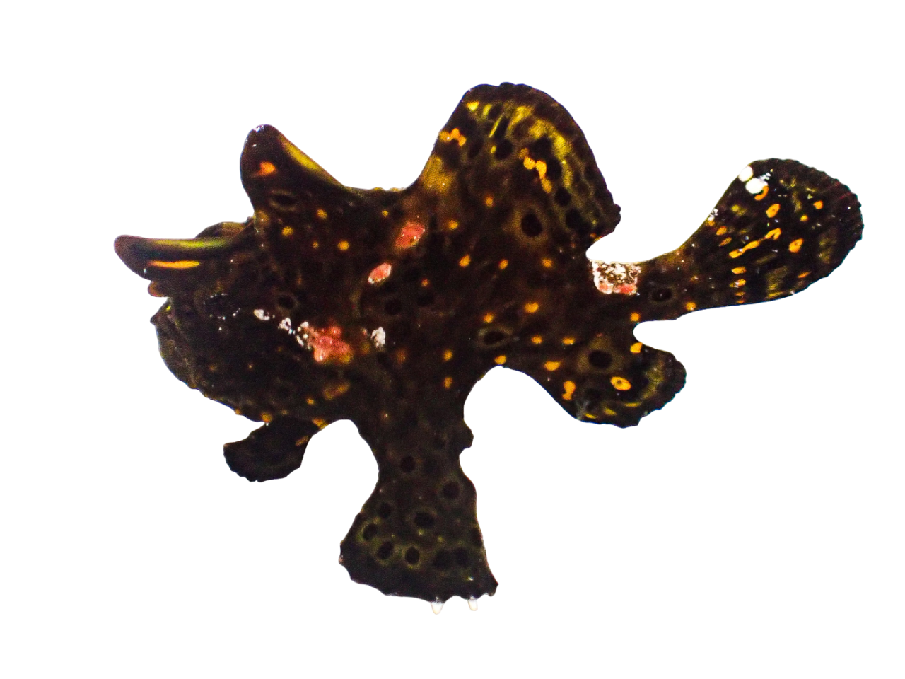 Warty Frogfish - Black