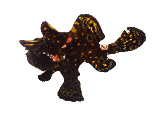 Warty Frogfish - Black