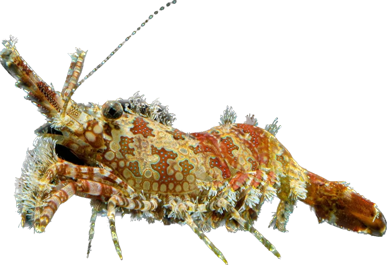 Marbled shrimp