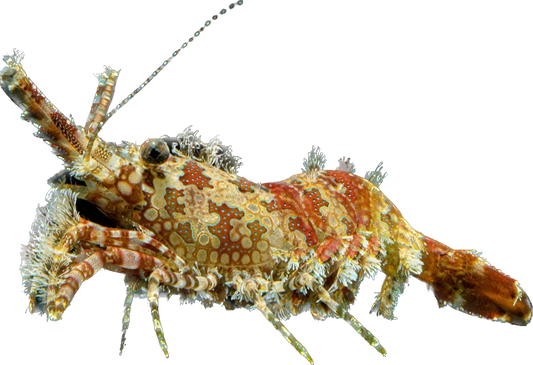 Marbled shrimp
