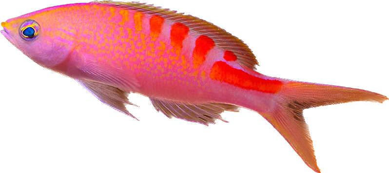Lori's Anthia