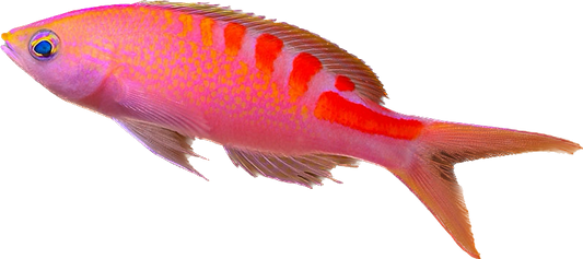 Lori's Anthia