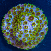 Jason Fox Tyree Mind Field Cyphastrea Frag