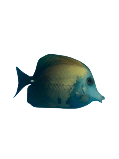 Aberrant Scopas Tang