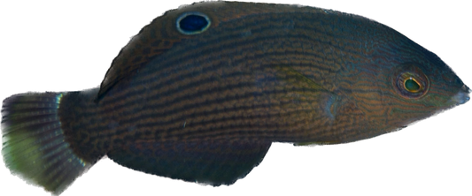 Dusky Wrasse