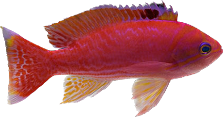 Twinspot Anthias - Male